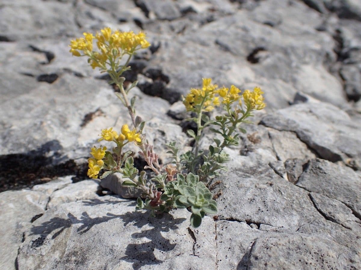 Alyssum serpyllifolium 8