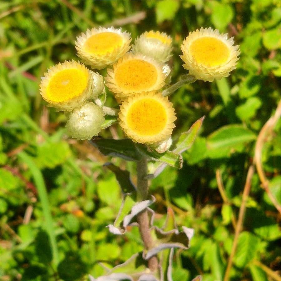 Stinkende Strohblume 5