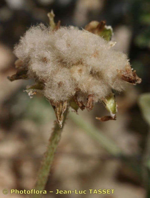 Kapringelblume 26