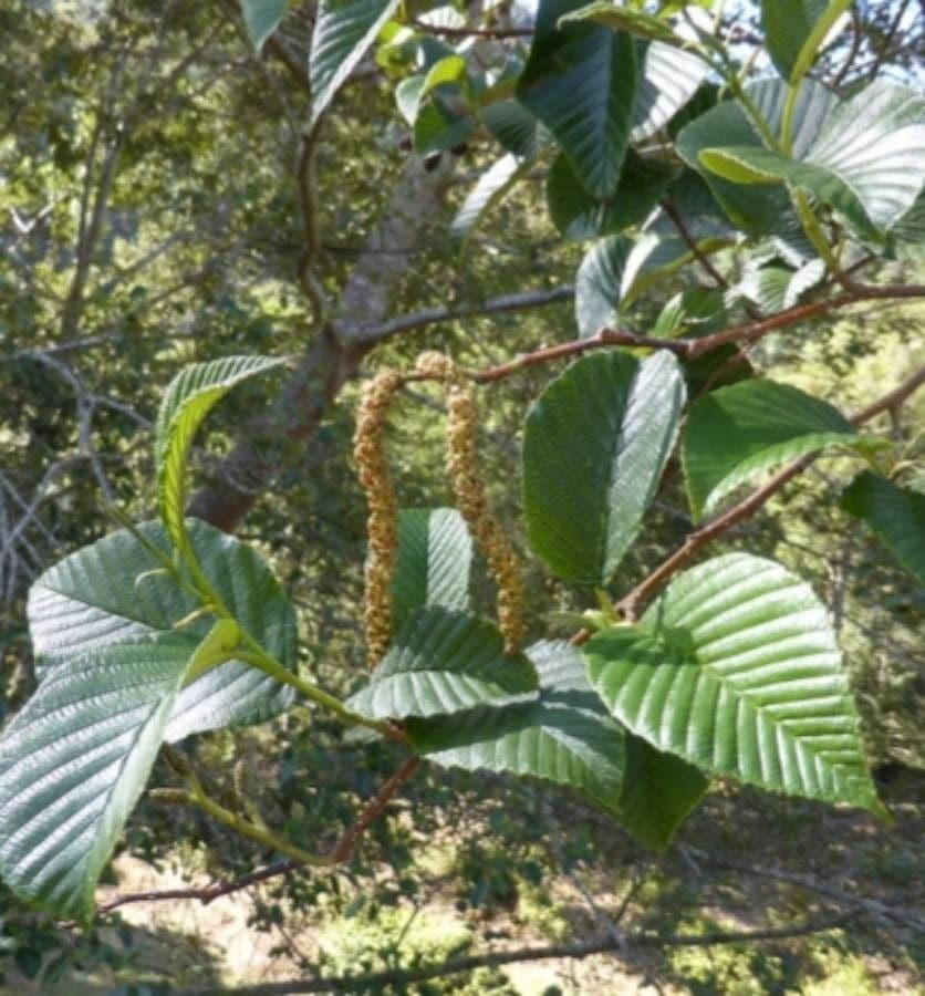 Ontano Acuminato 4