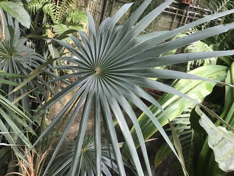 Coccothrinax 2