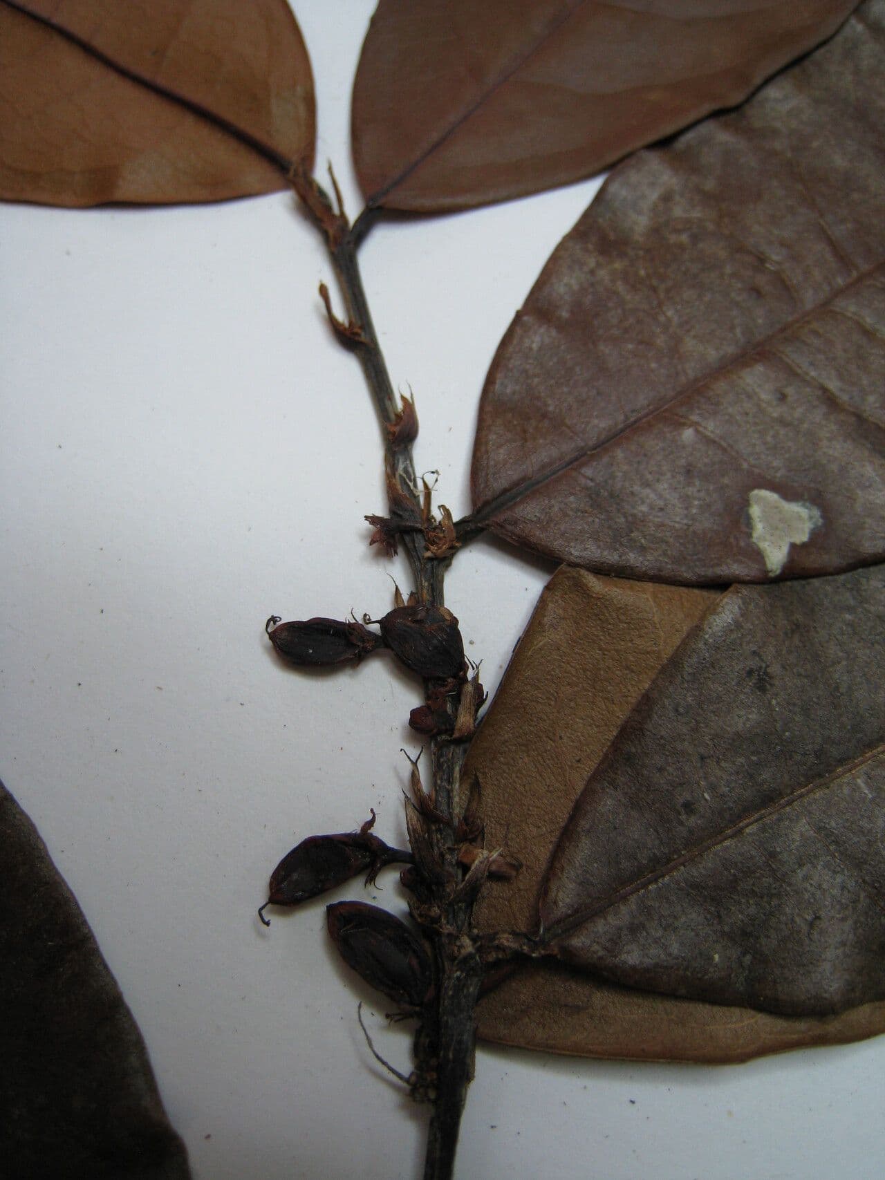 Erythroxylum citrifolium 12