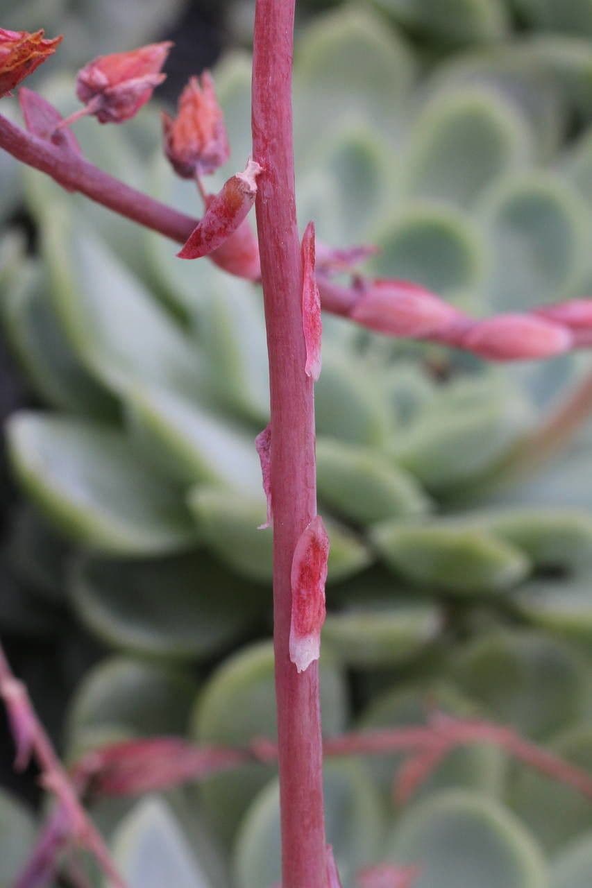 Echeveria elegante 25