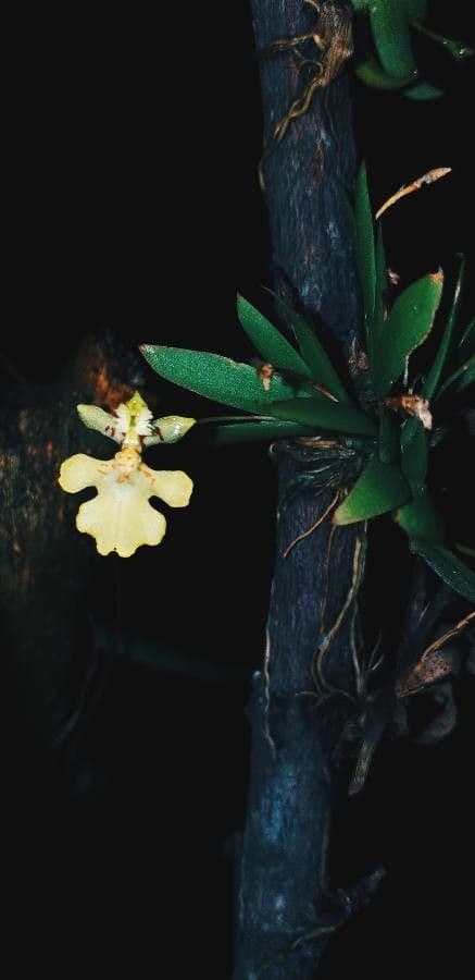 Erycina 2