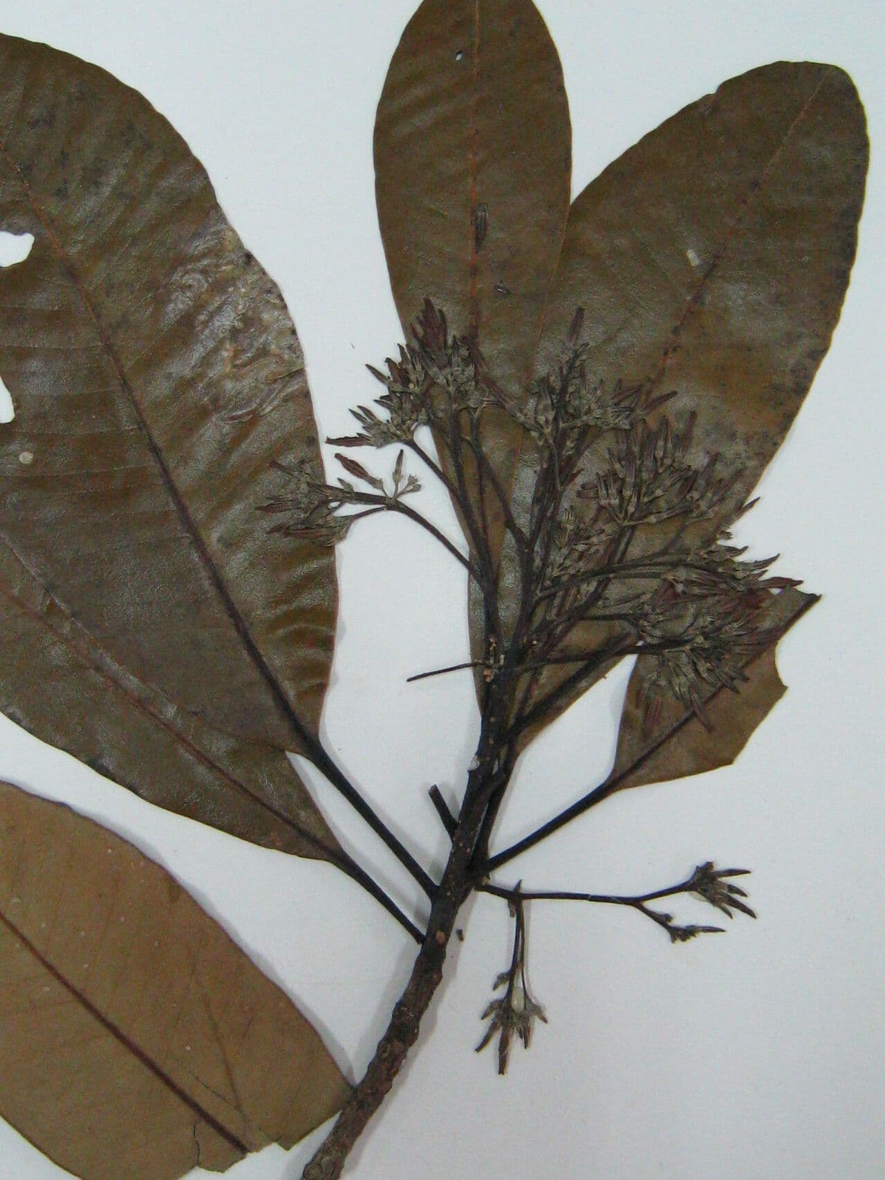Aspidosperma 2