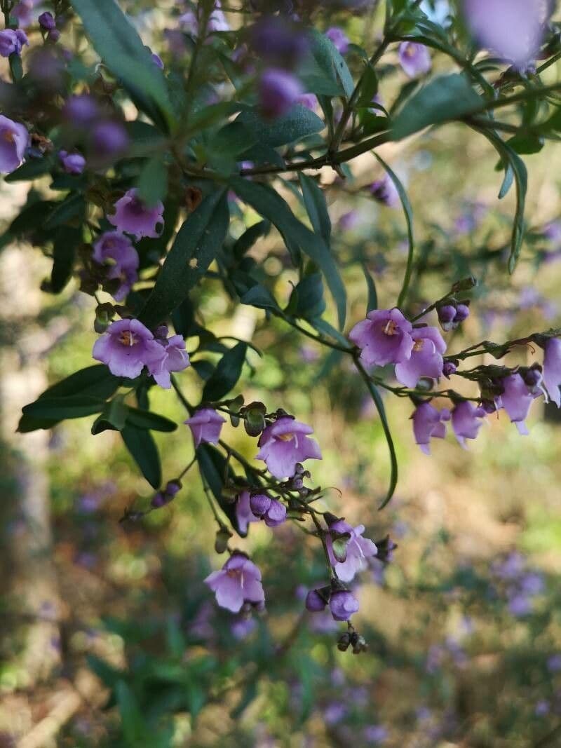 Prostanthera ovalifolia 3