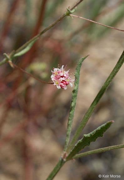 Anglestem buckwheat 7