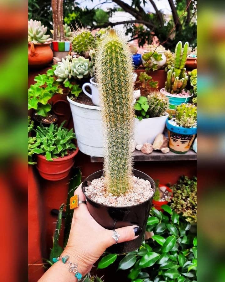 Cleistocactus 10