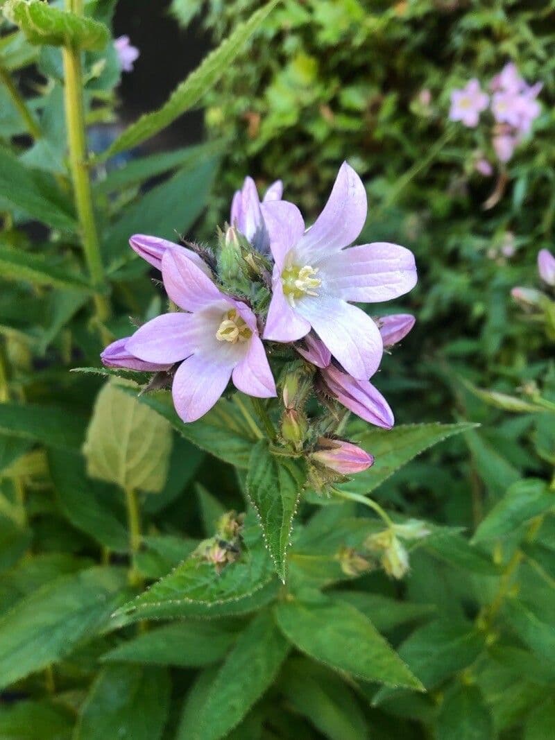 Campanula lactiflora 4