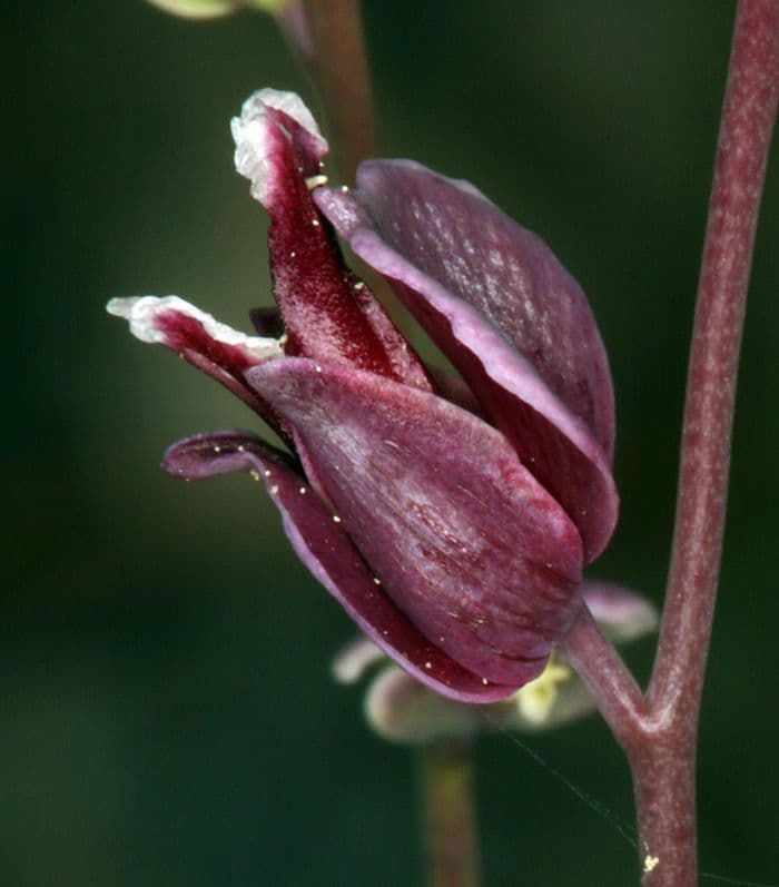 Streptanthus polygale 2