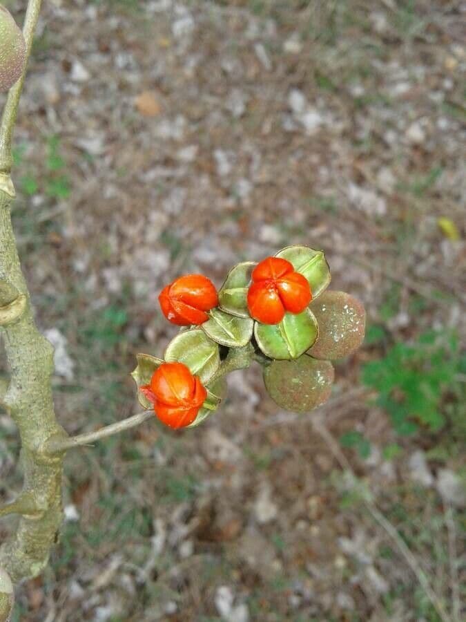 Oriental bittersweet 7