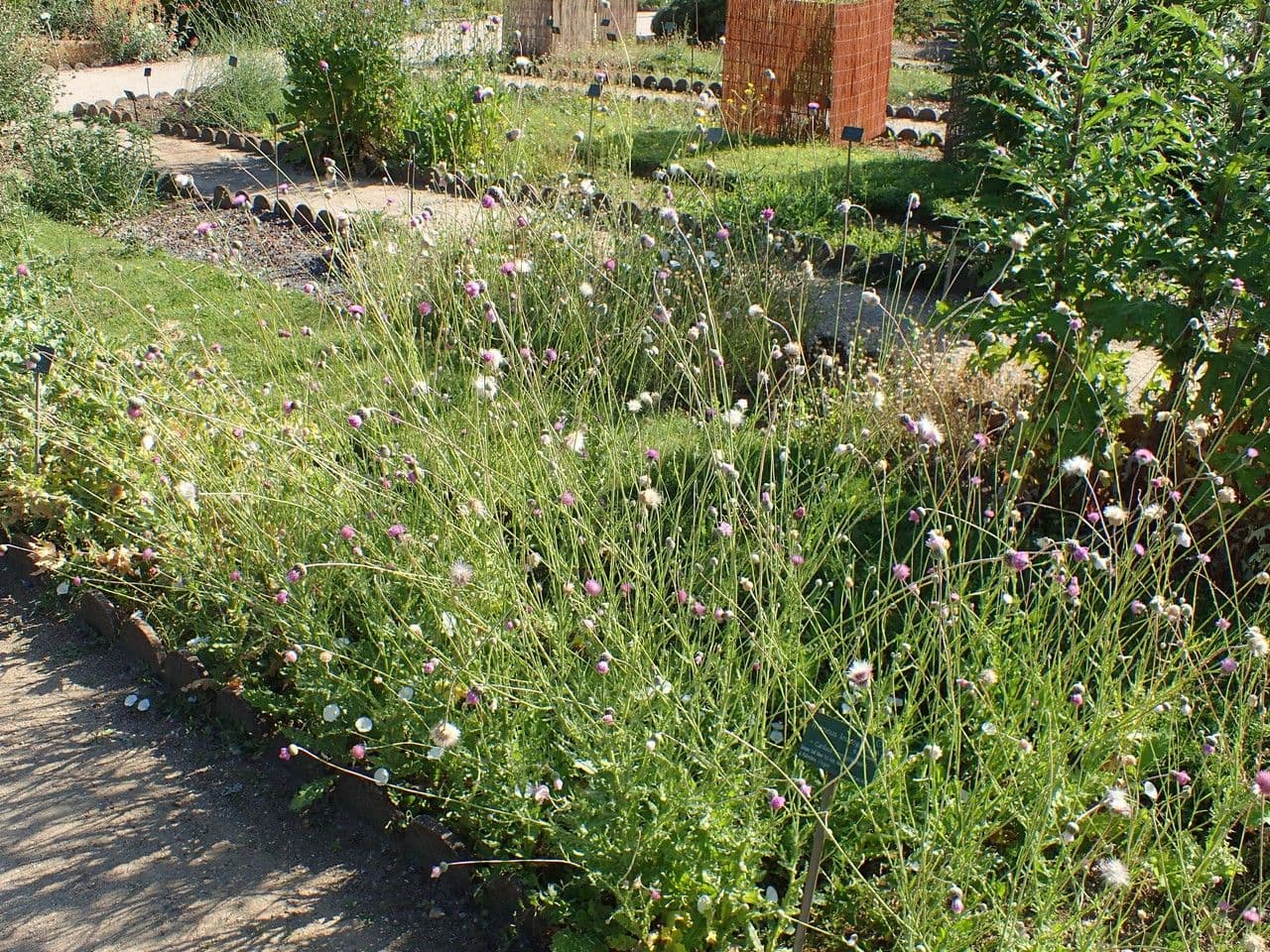 Weißgefleckte Distel 16