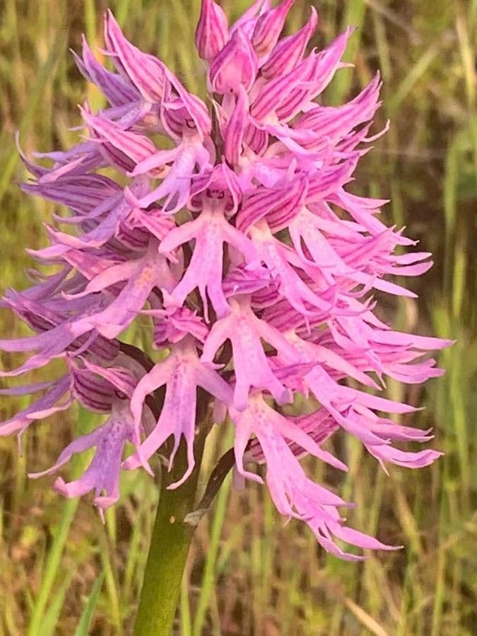 Orchide Uomo Nudo