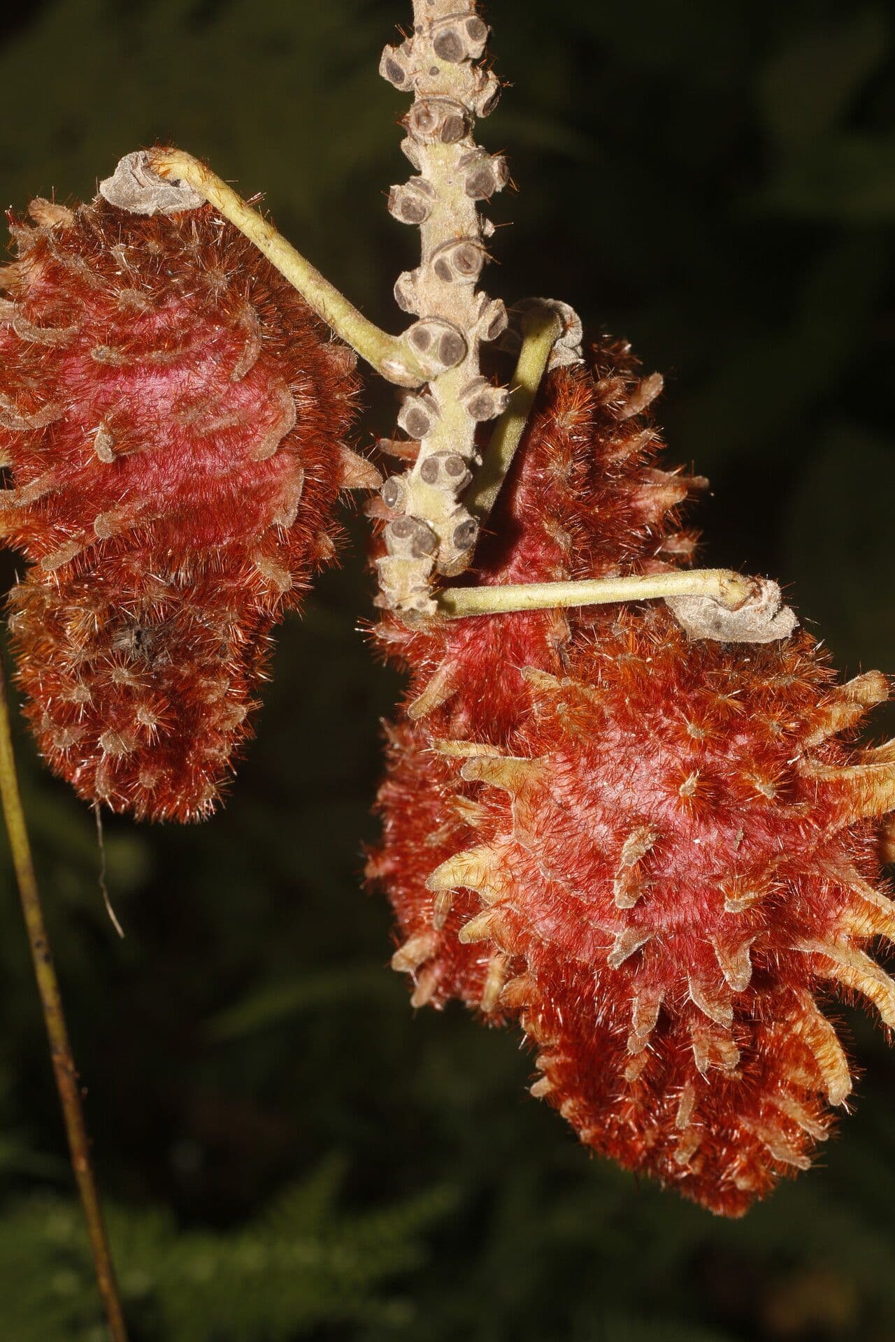 Mucuna 3