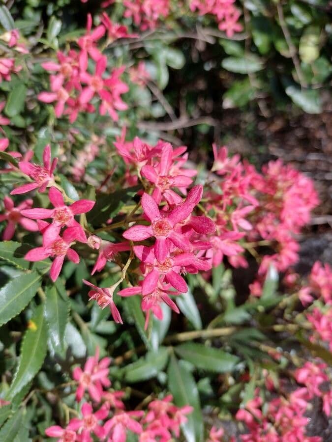 Ceratopetalum gummiferum 2