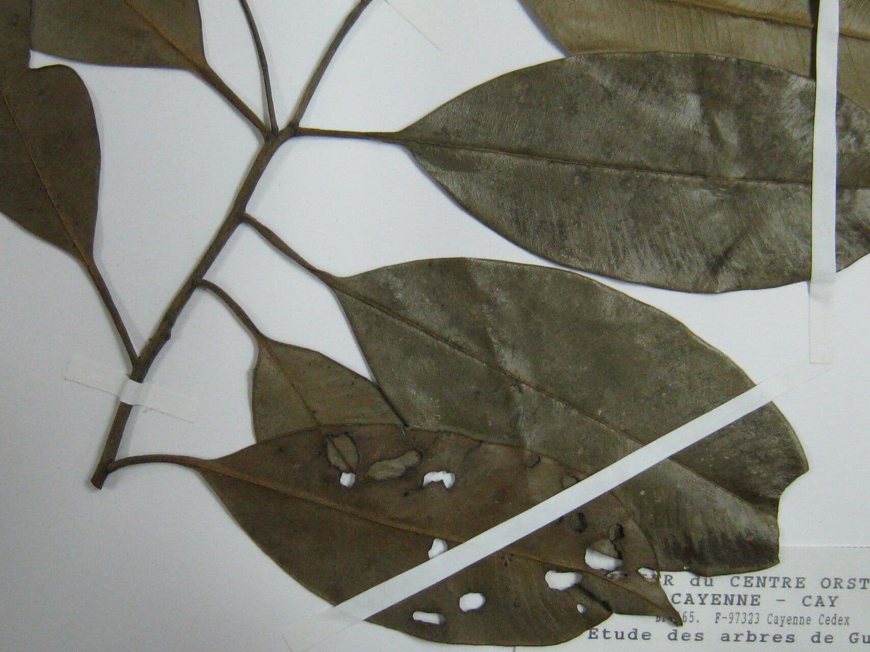 Aspidospermum 6