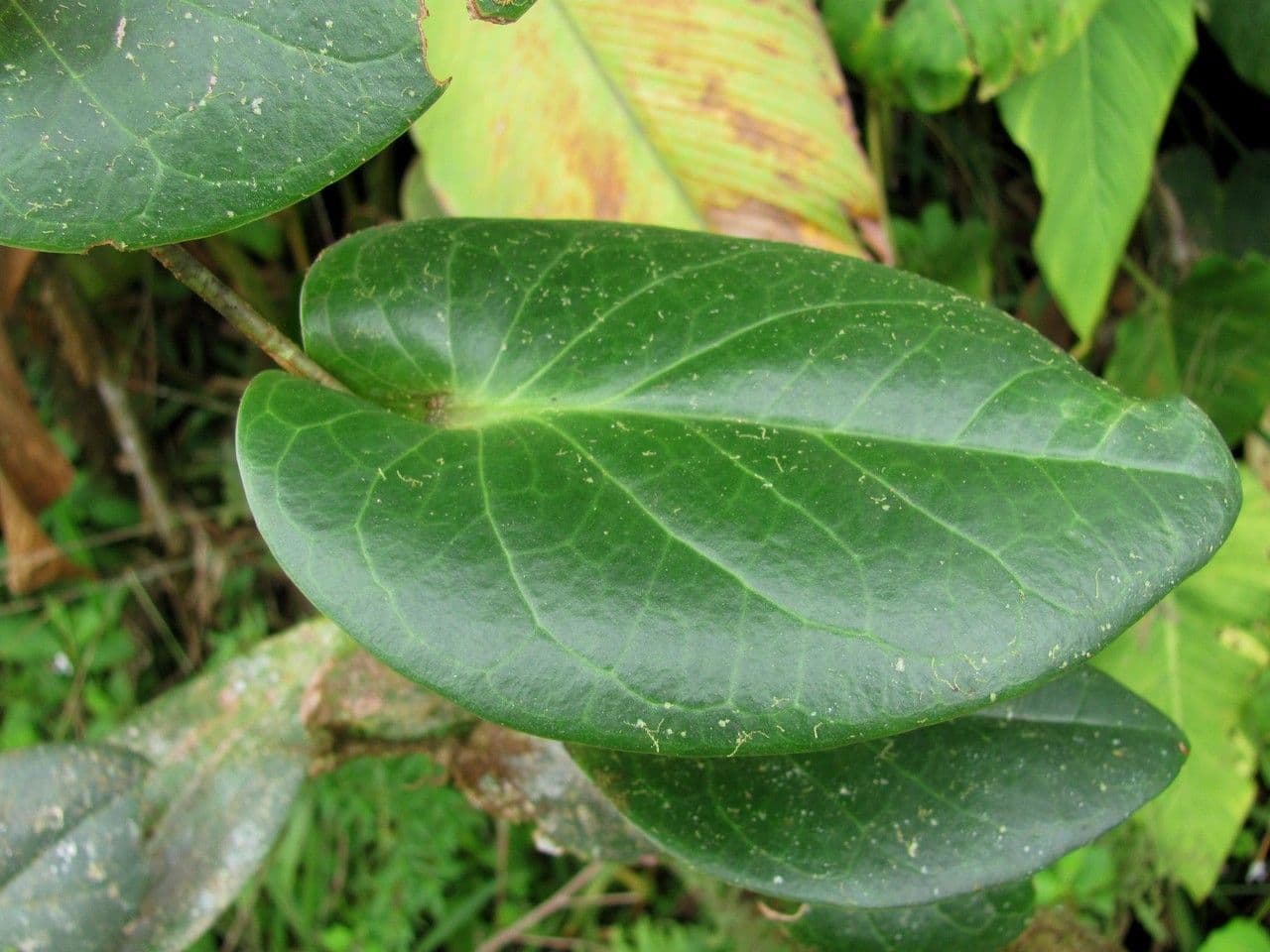 Cavendishia 8
