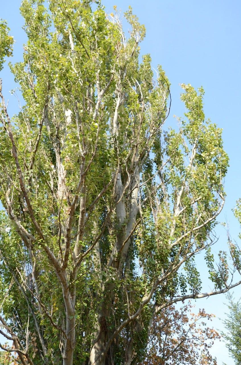 Silberpappel 14