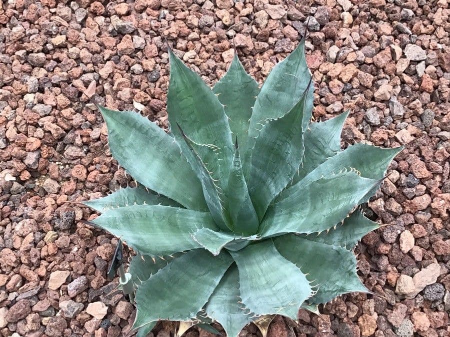 Agave 4