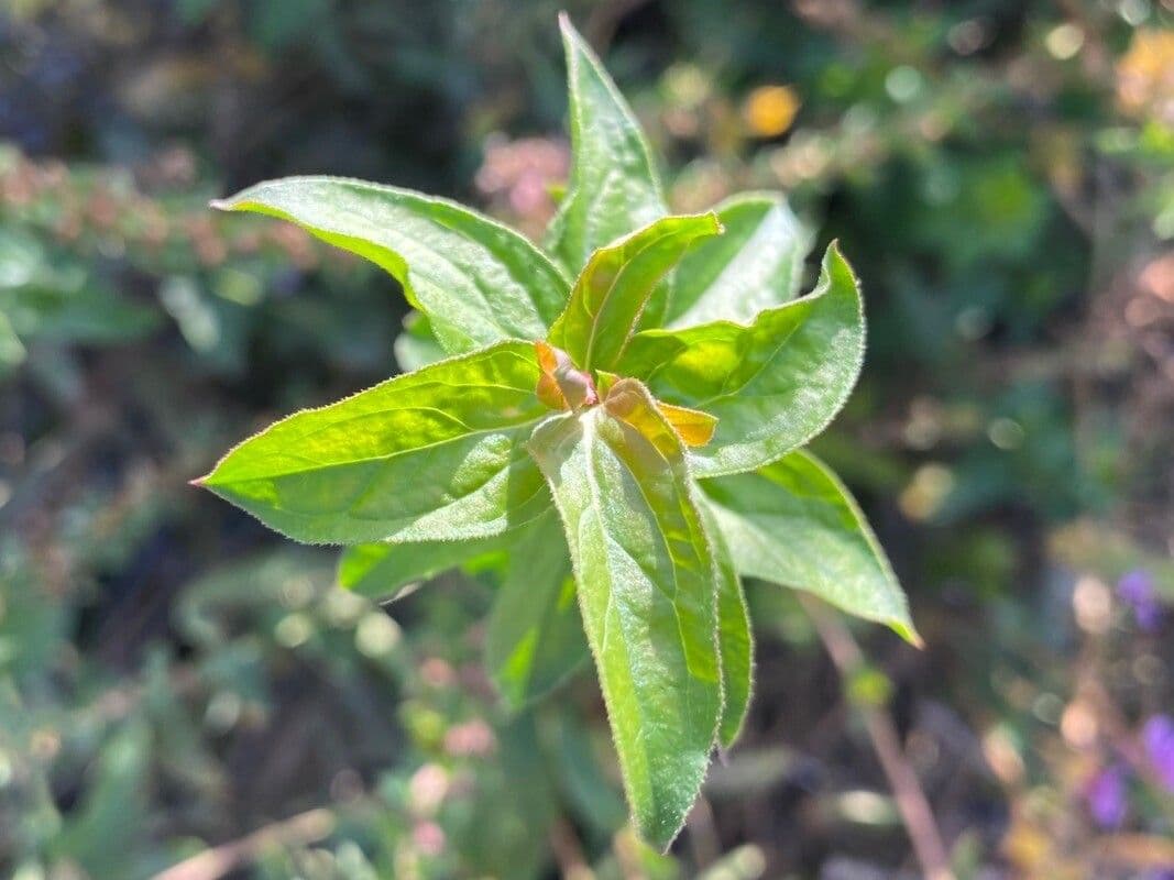 Salcerella 20