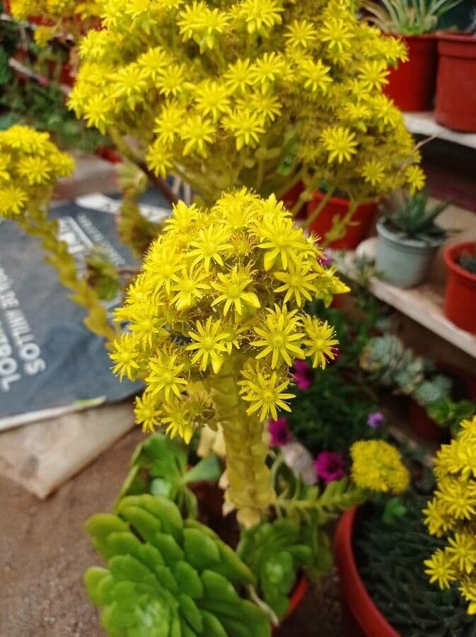 Aeonium ondulato 2