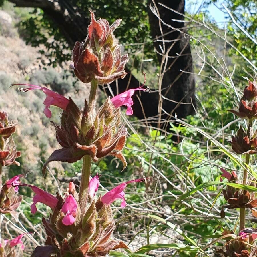 Salvia spathacea 3