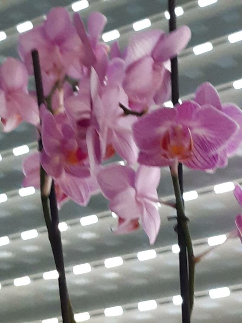 Spathoglottis plicata 19
