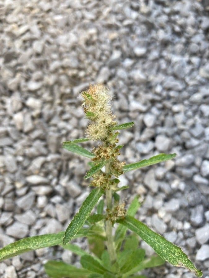 Gnaphalium americano