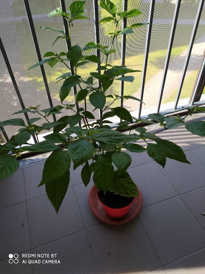 Peperoncino cinese 13