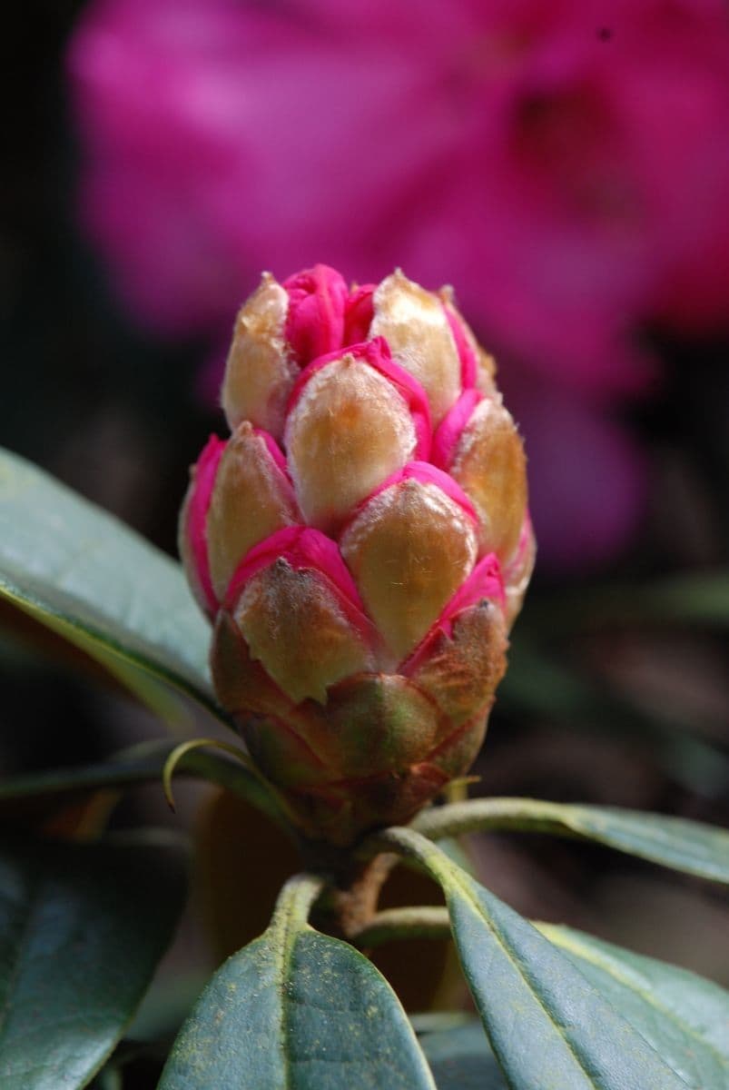 Rododendron stromovit
 28