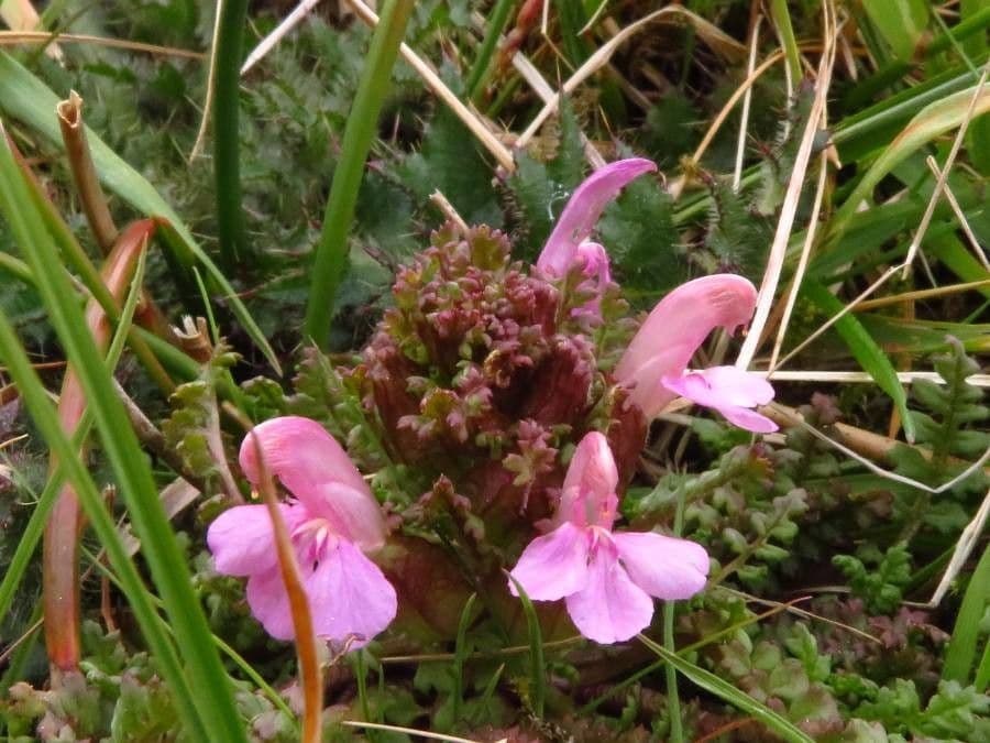 Pedicolare silvatica 8