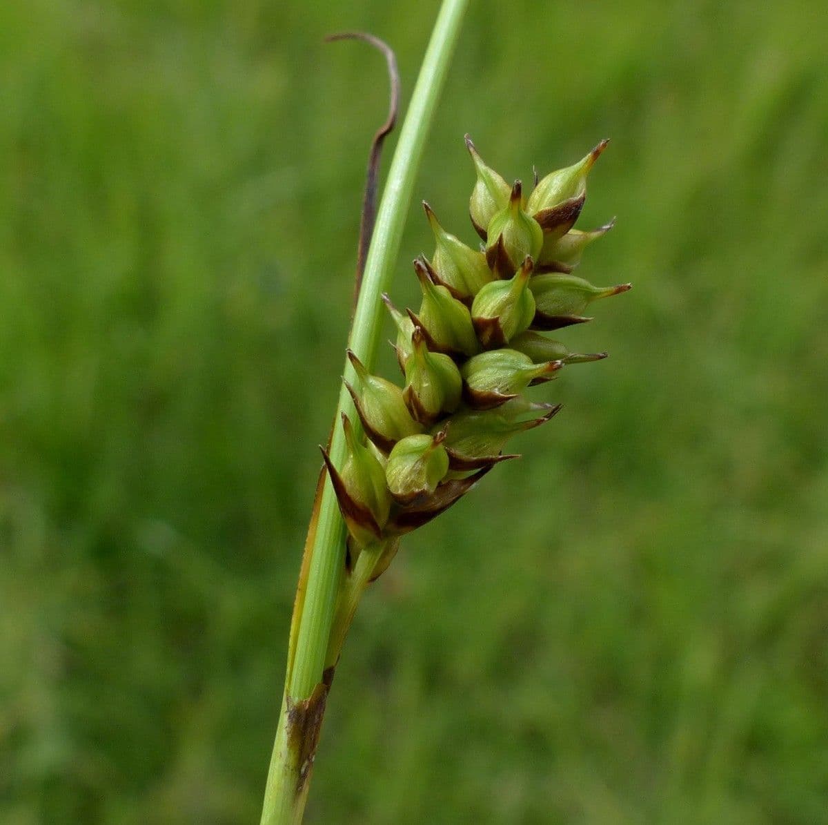 Turzyca Hosta 4