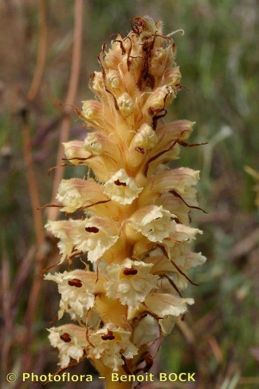 Orobanche amethystea 4