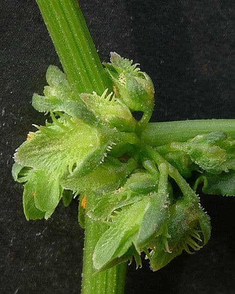 Schöner Ampfer