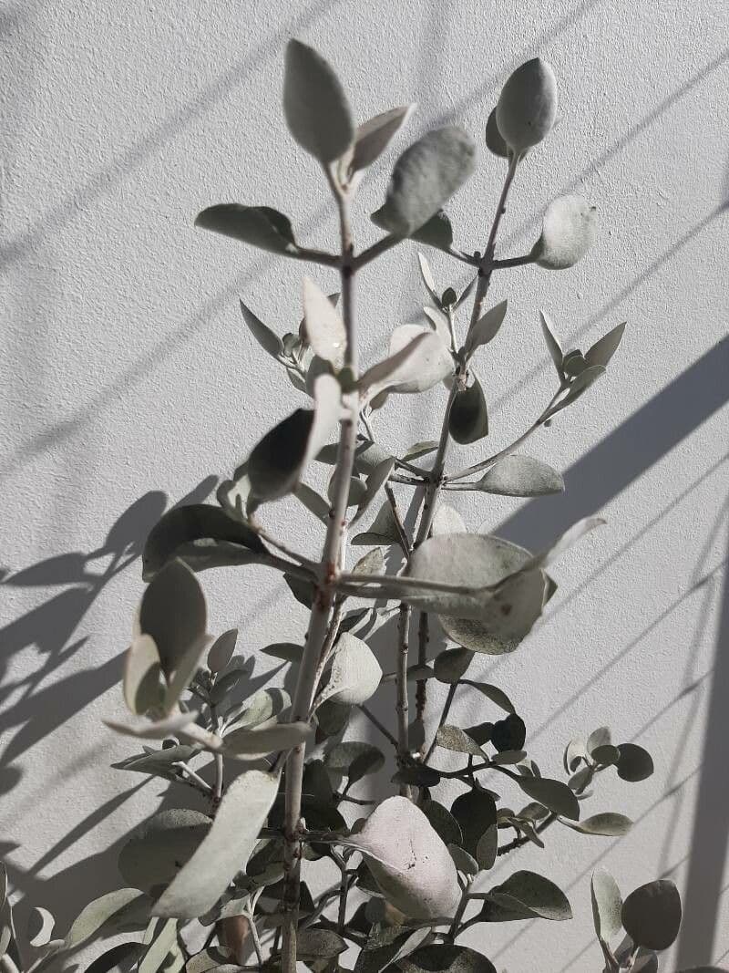 Kalanchoe 5