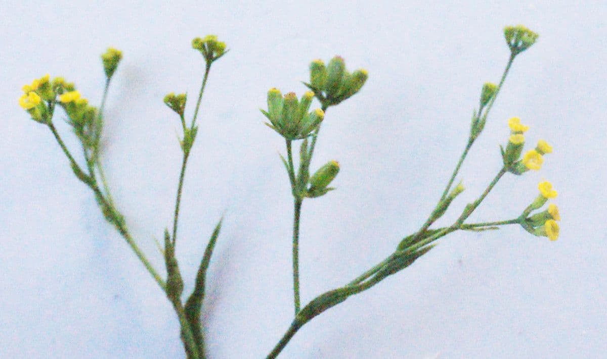 Bupleurum 7