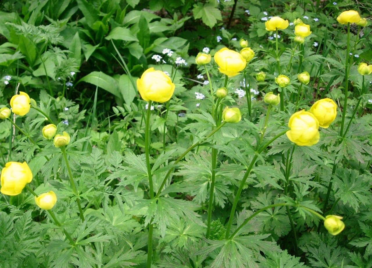 Botton d'oro 26