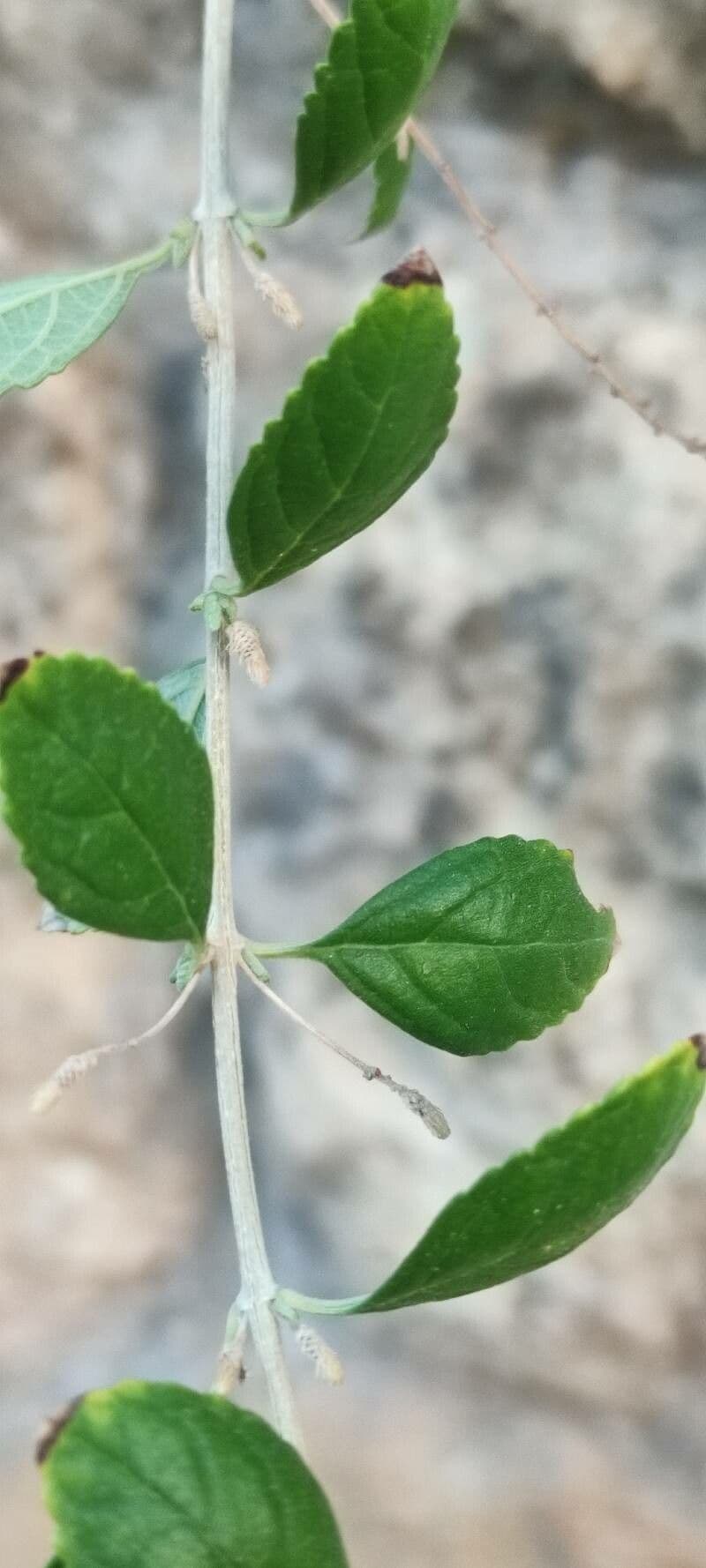 Buddleja asiática 13
