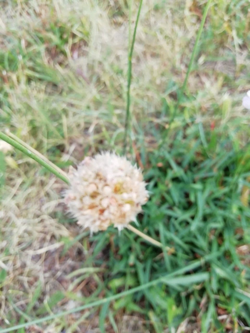 Armeria 2