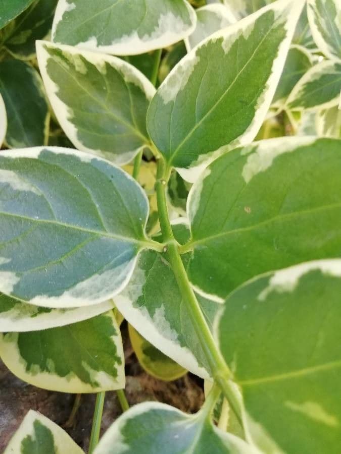 Pervinca maggiore 25