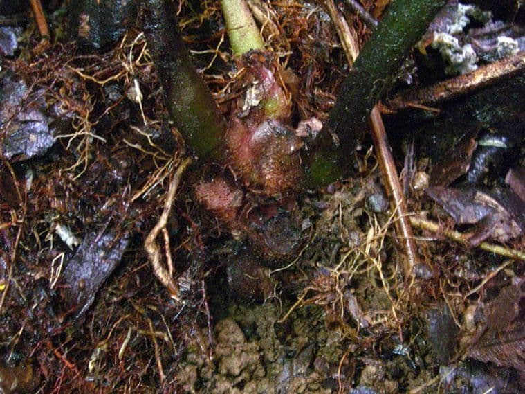 Danaea 6