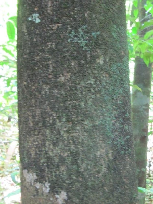 Agonandra 6