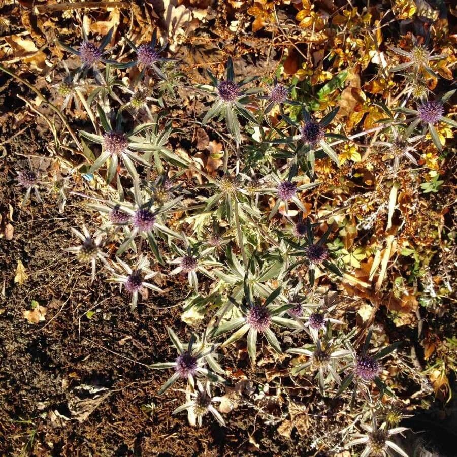 Panicaut champêtre 15