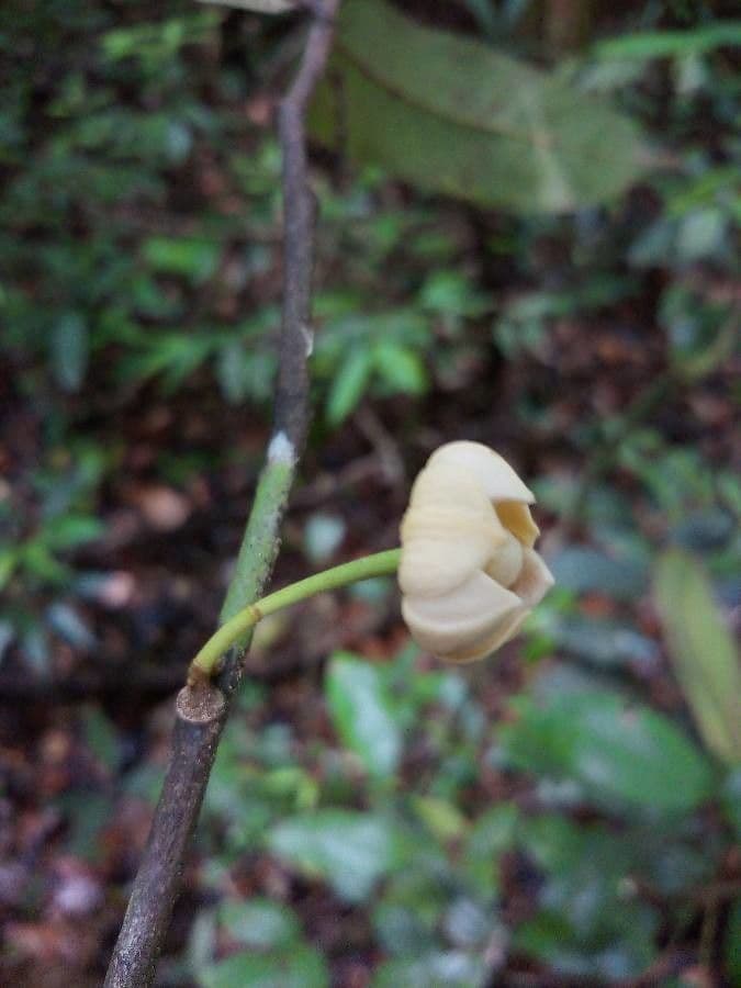 Unonopsis 7