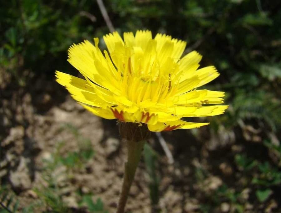 Dente di leone 5