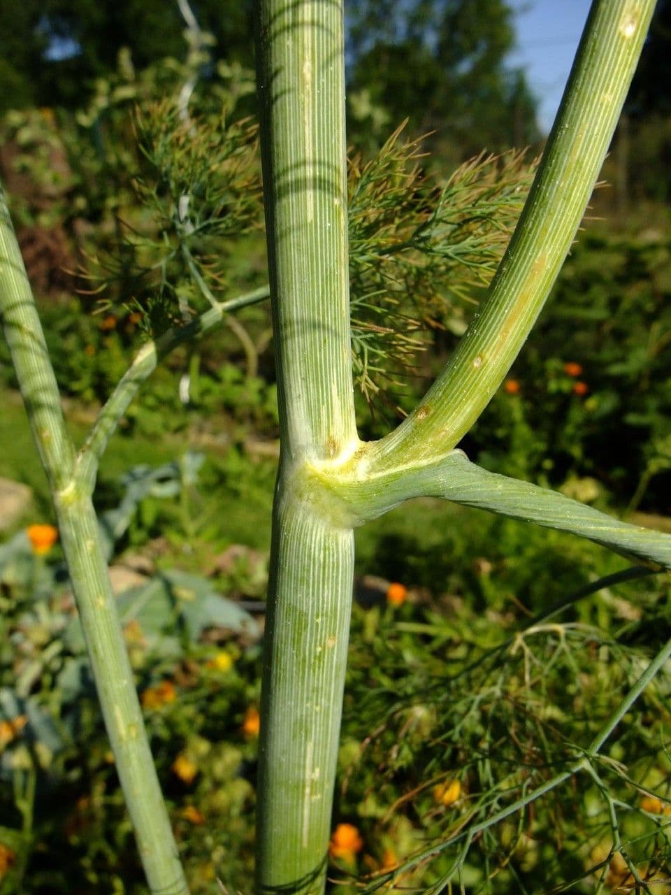 Dill 23
