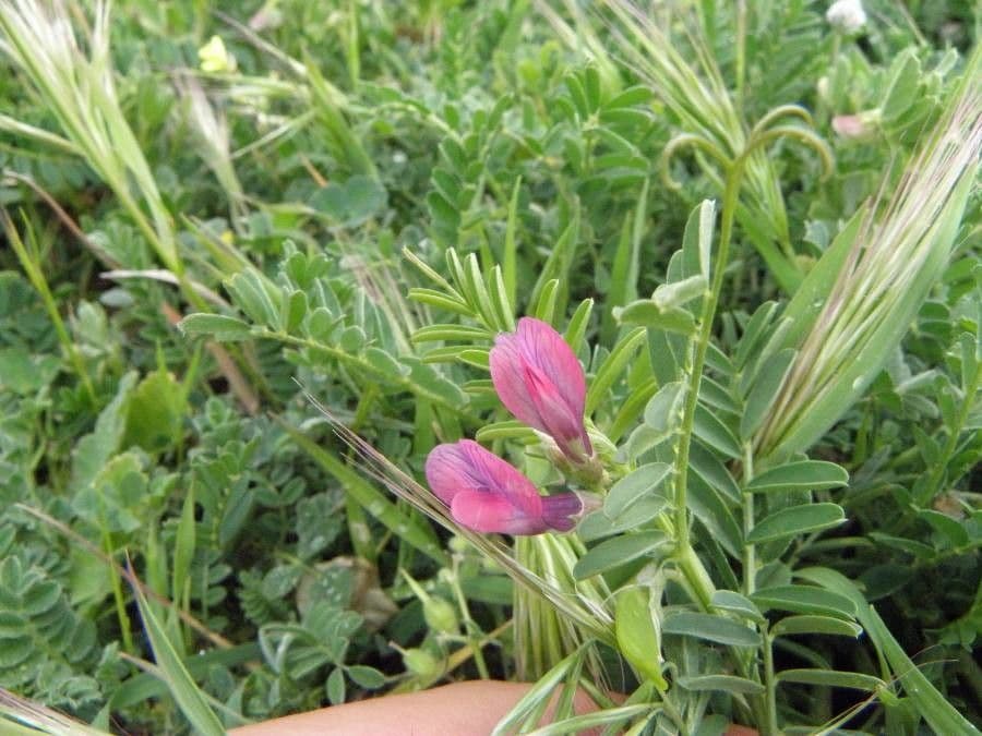 Vesce à une fleur 20