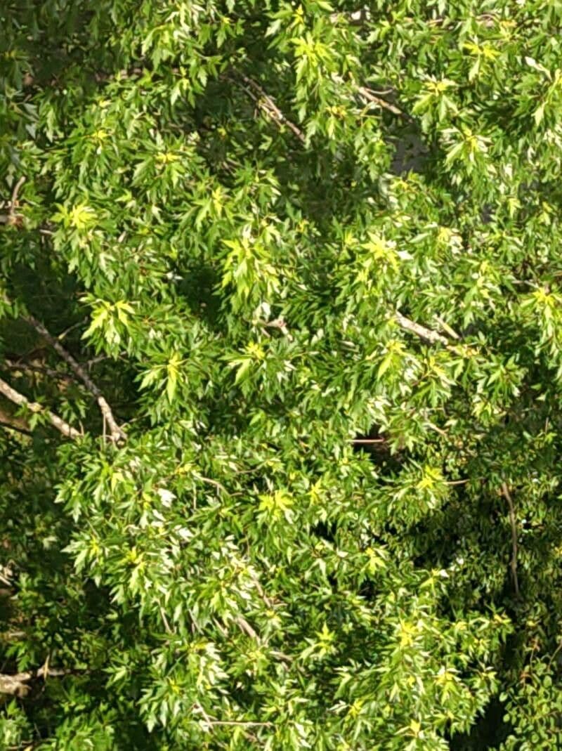 Zygia longifolia 5
