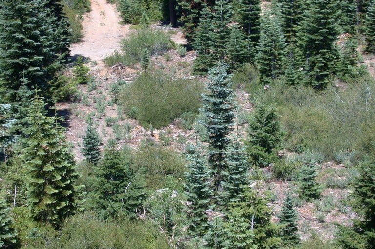 Lupino 2