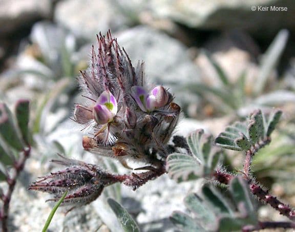 Dalea mollis